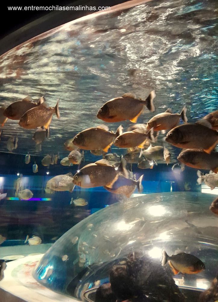AquaRio