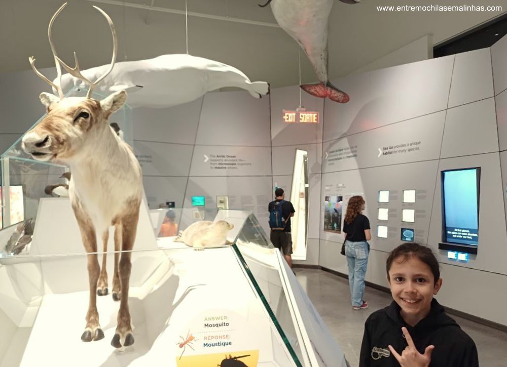 Canadian Museum of Nature - Arctic Gallery