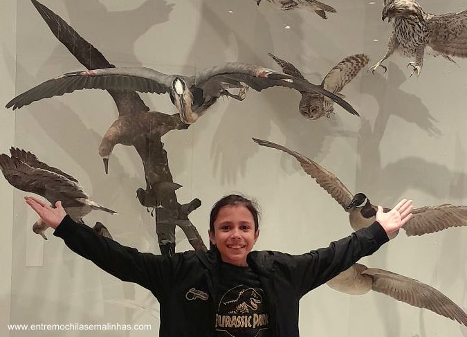 Canadian Museum of Nature - Birds Gallery