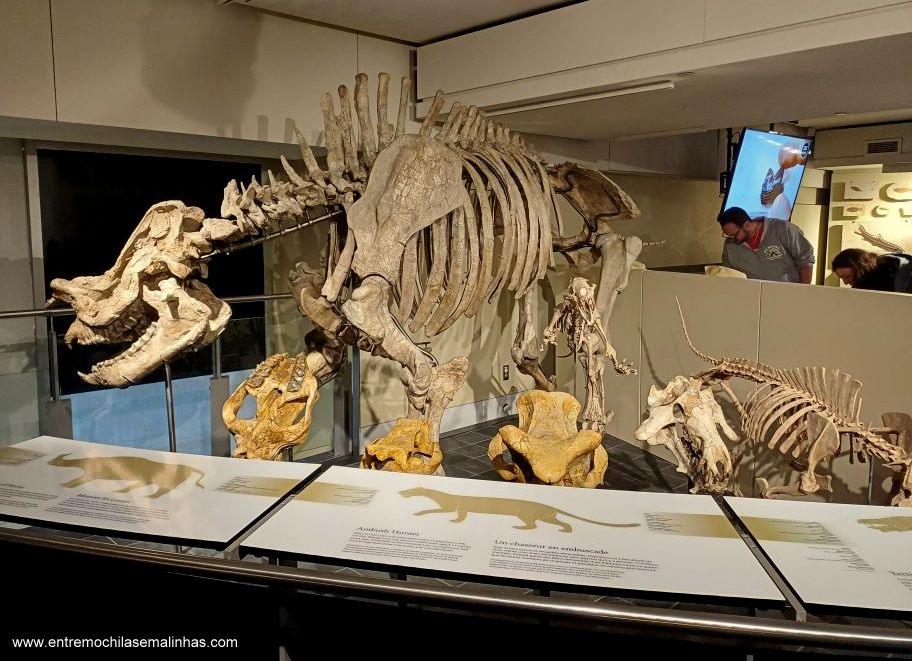 Canadian Museum of Nature - Fossil Gallery