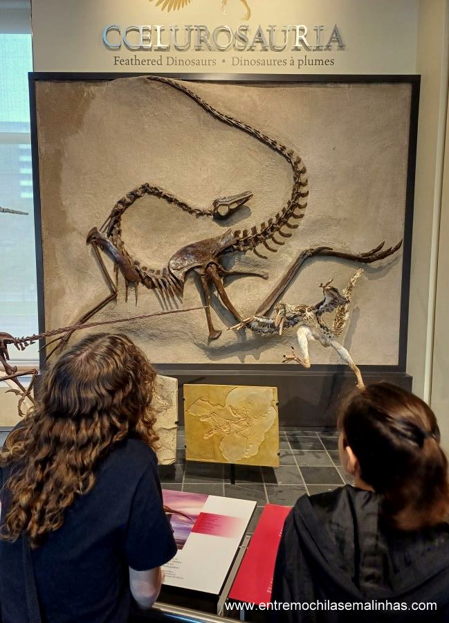 Canadian Museum of Nature - Fossil Gallery