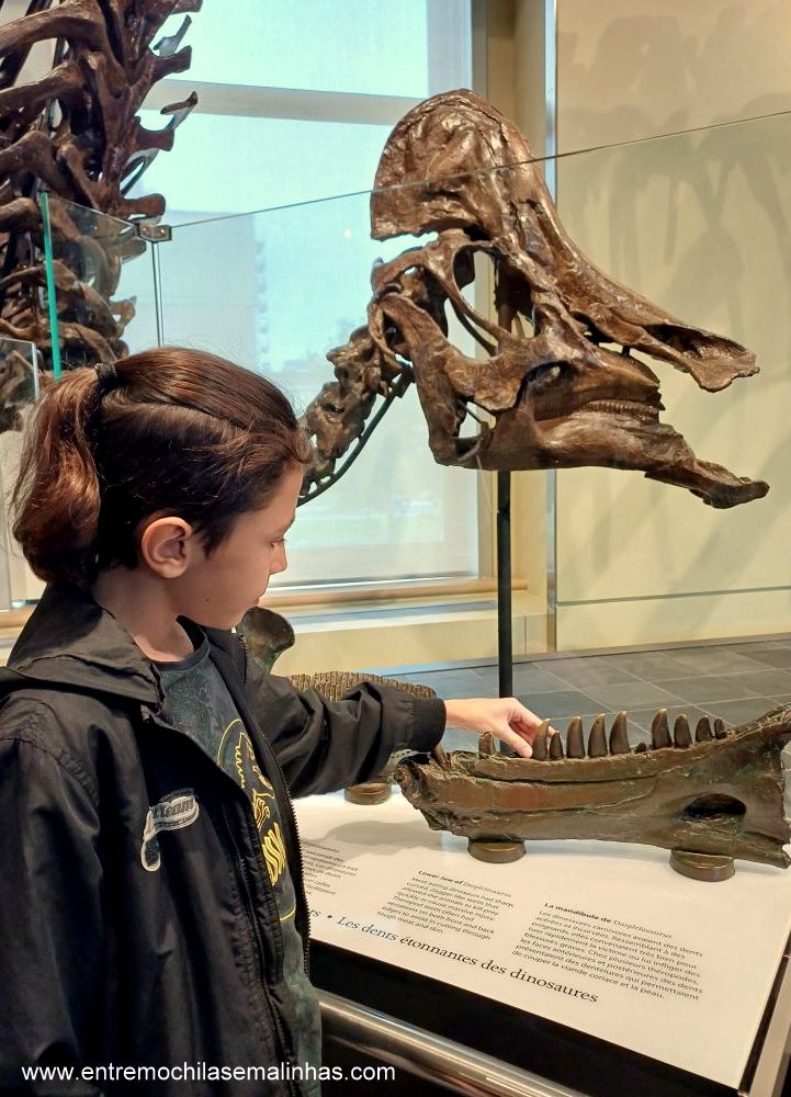 Canadian Museum of Nature - Fossil Gallery