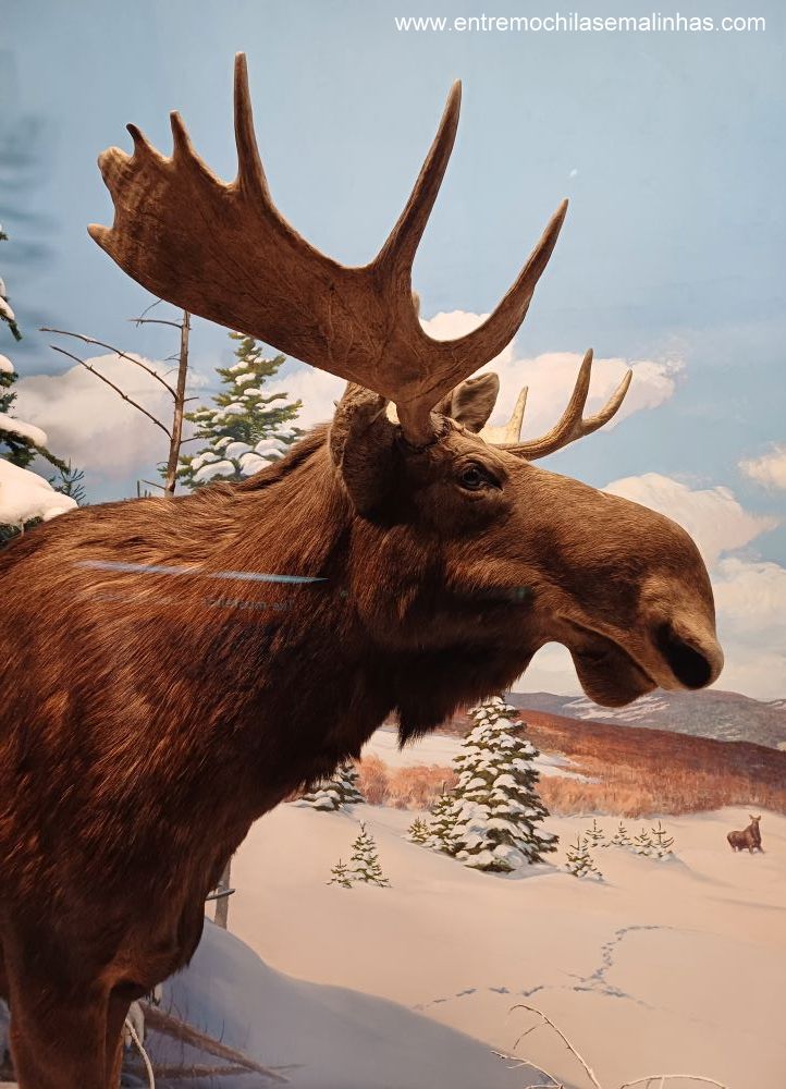 Canadian Museum of Nature - Mammal Gallery