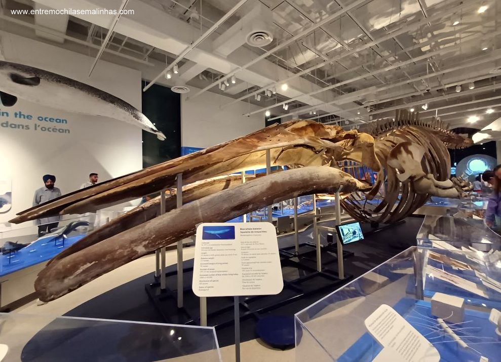 Canadian Museum of Nature - Water Gallery
