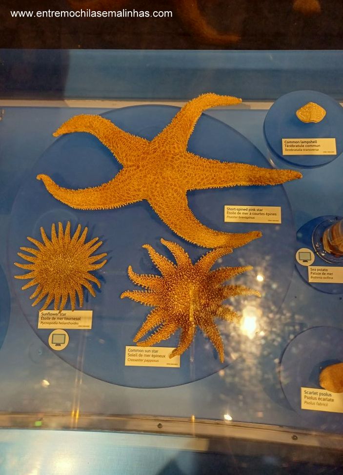 Canadian Museum of Nature - Water Gallery