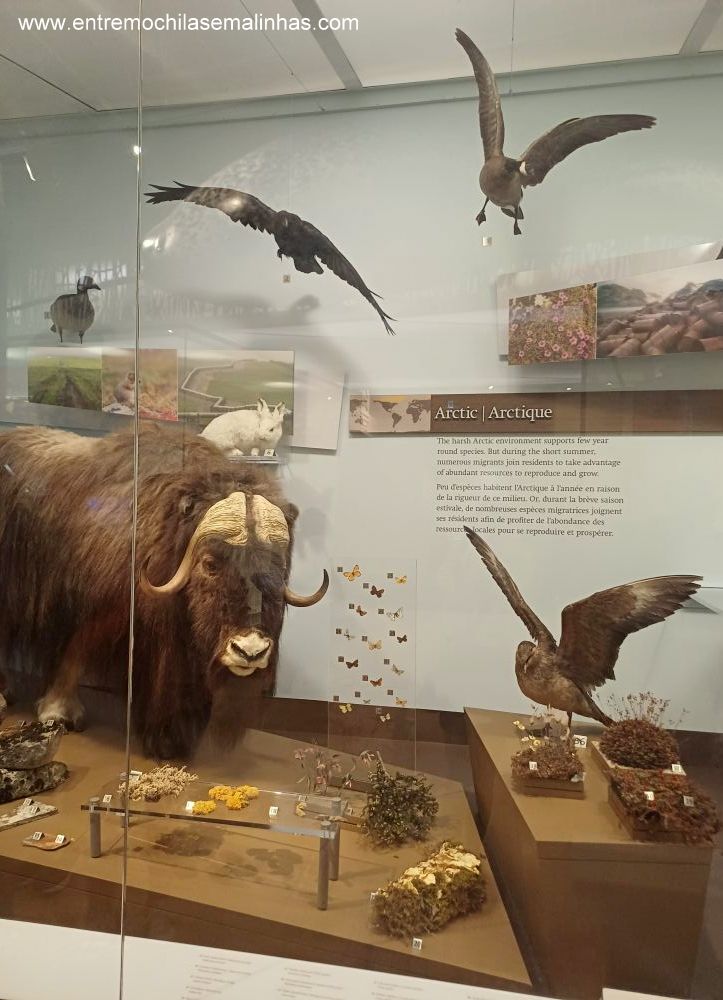 Royal Ontario Museum em Toronto