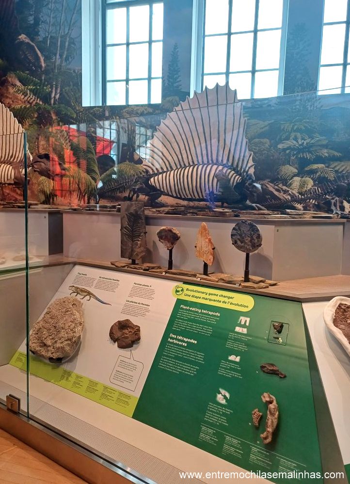 Royal Ontario Museum em Toronto