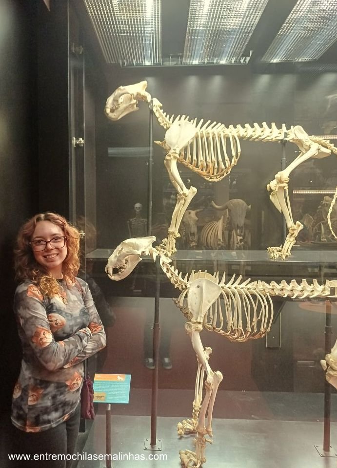 Museus para visitar em São Paulo: Museu de Anatomia Veterinária da USP